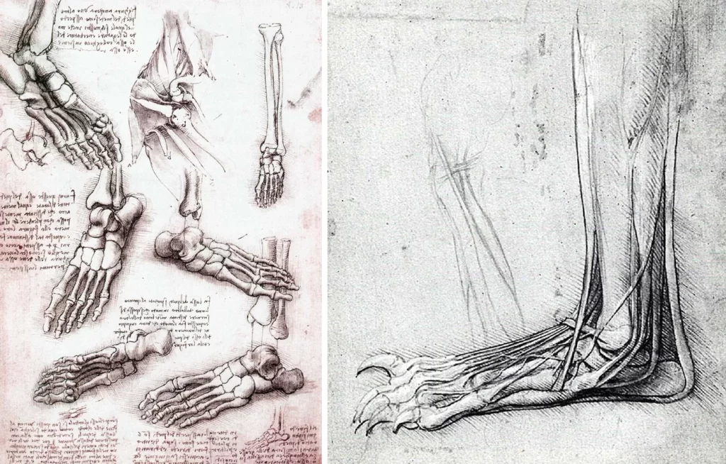 leonardo da vinci anatomical drawings Leonardo da vinci anatomical drawings