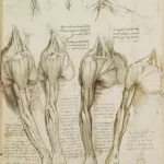 Leonardo da Vinci Anatomical Drawings