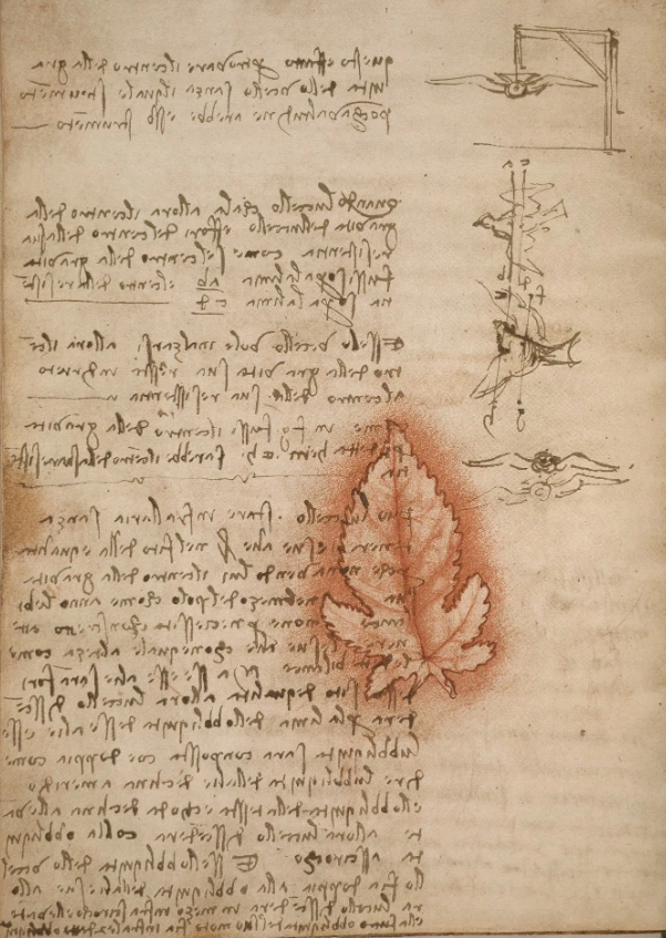 leonardo da vinci bird