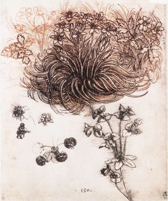 Leonardo da Vinci nature studies Leonardo da Vinci nature studies