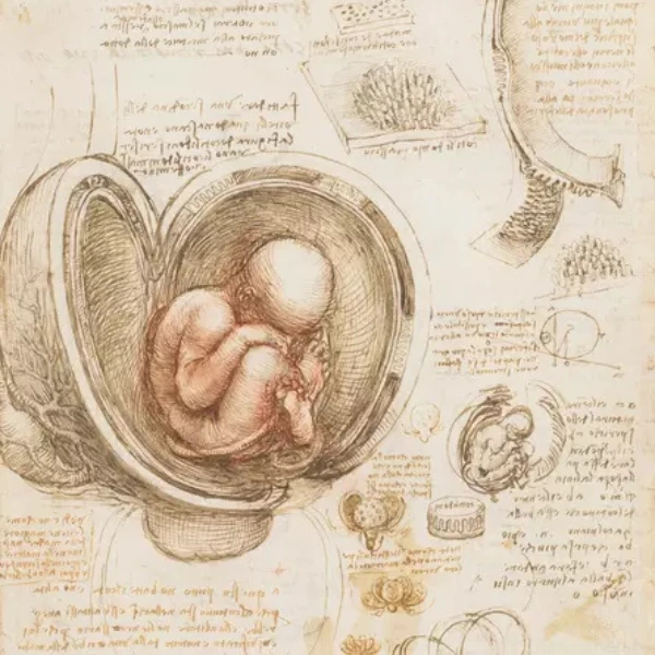 Leonardo da Vinci drawings and notebooks in European collections