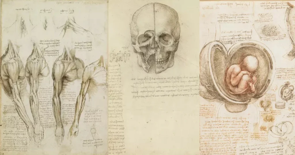 leonardo da vinci anatomical drawings leonardo da vinci drawings