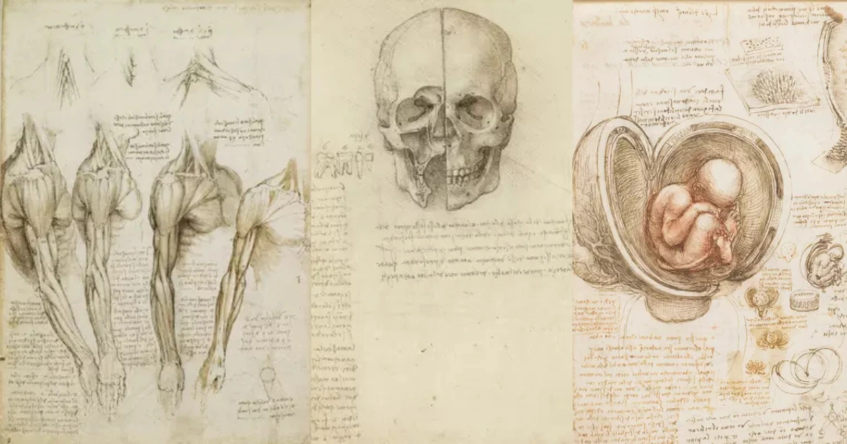 Leonardo da Vinci anatomical drawings
